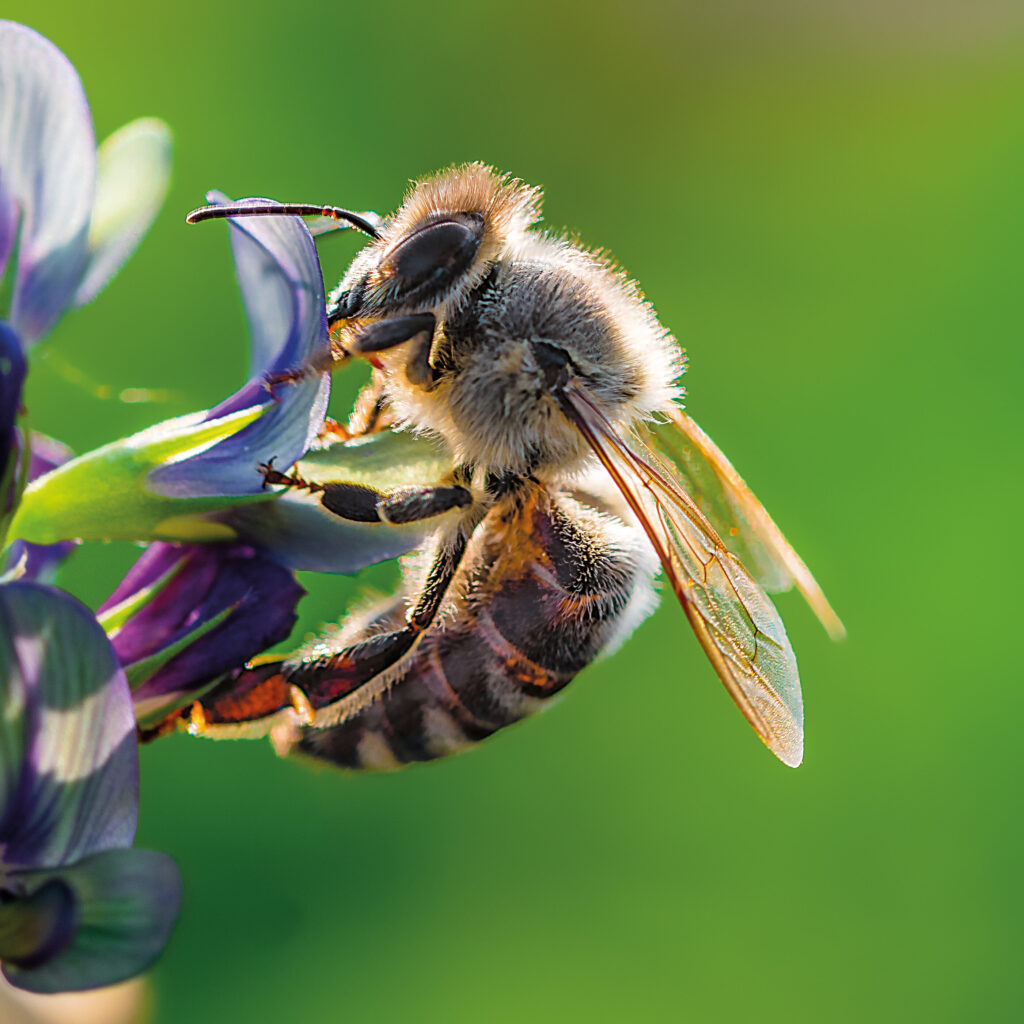 Biene auf Blüte Imkerverein Zeholfing