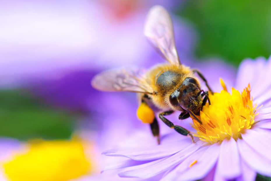 Biene auf Herbstblume