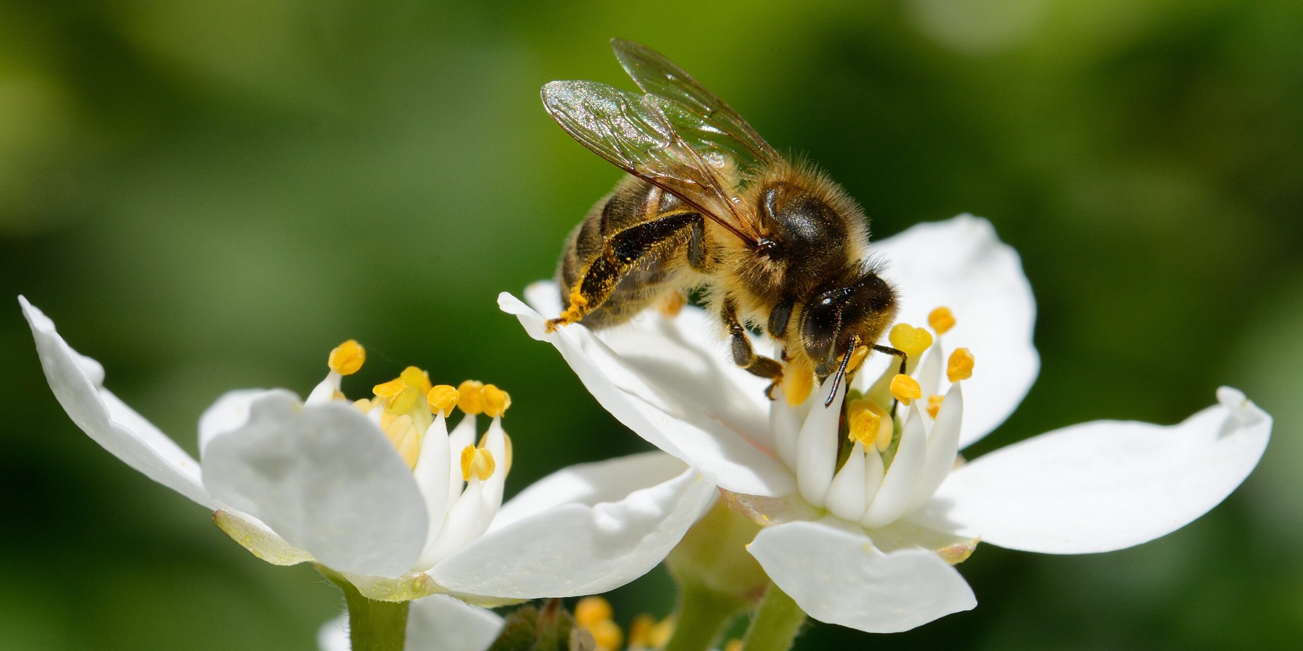 Biene sammelt Nektar von einer Apfelblüte