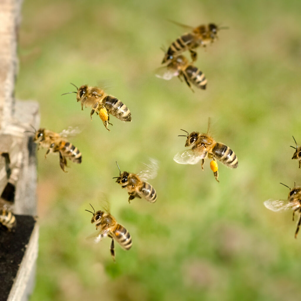 Bienen fliegen in den Bienenkasten ein