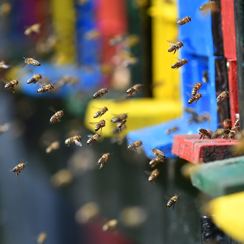 Bienen fliegen in den Bienenkasten ein