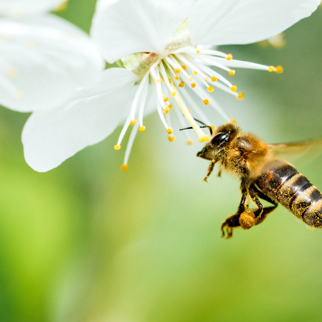 Fliegende Honigbiene sammelt Blütenpollen von einer Apfelblüte