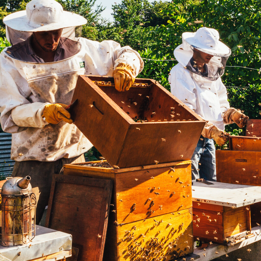 Honigproduktion und Bienenhaltung Imkerverein Zeholfing