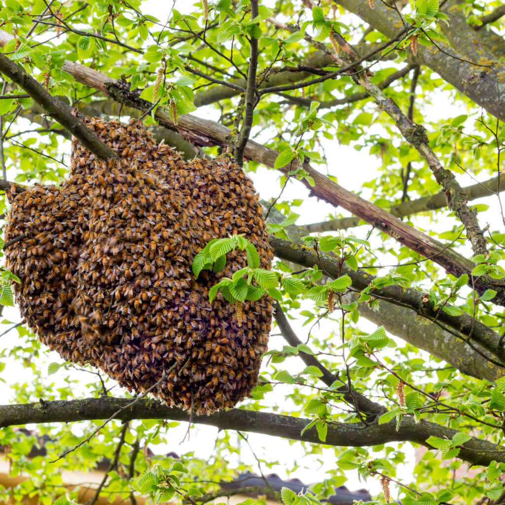Bienenschwarm in Zeholfing
