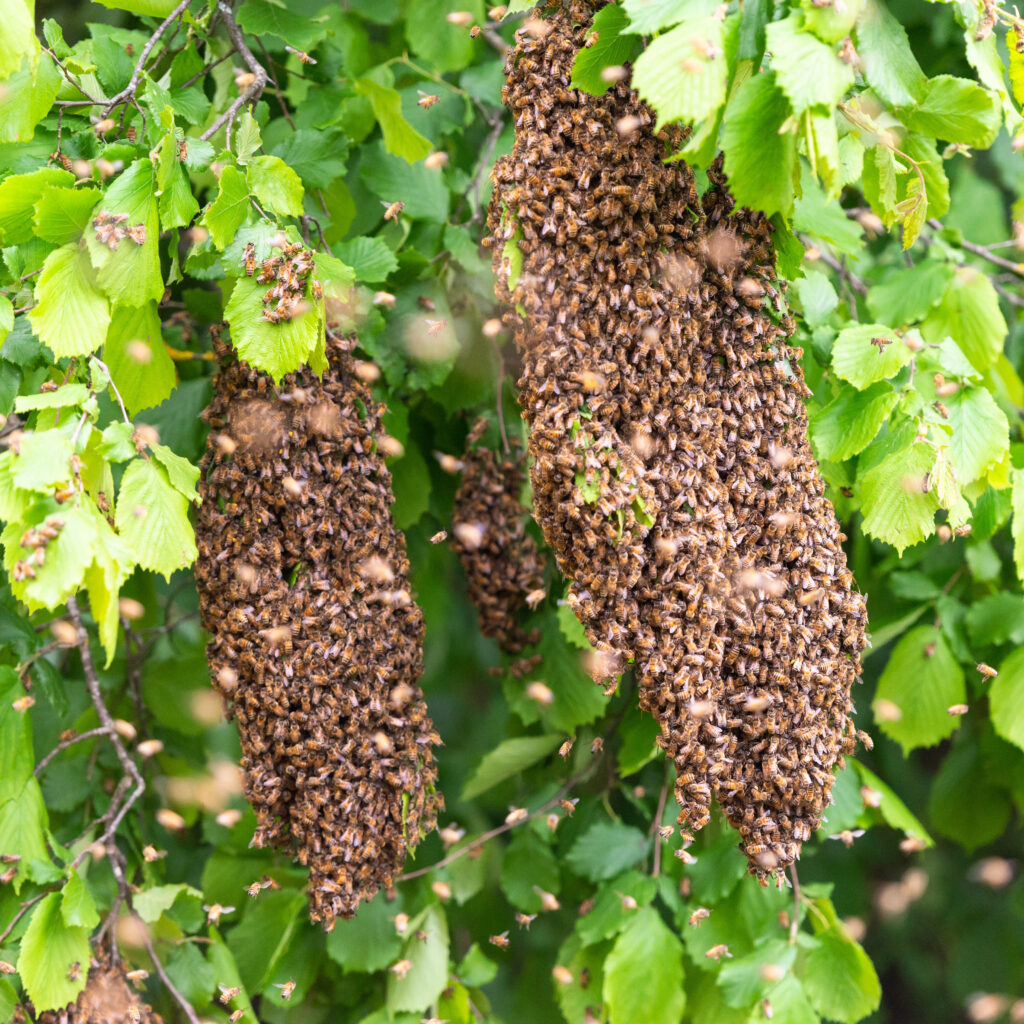 Bienenschwarm in Zeholfing in einem Baum