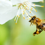Fliegende Honigbiene, die Bienenpollen von der Blüte sammelt