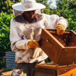 Imker, der am Bienenkasten arbeitet
