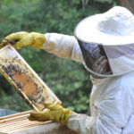 Imkerin, die am Bienenkasten arbeitet, Imkerverein Zeholfing