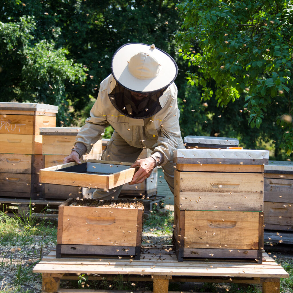 Junger Imker arbeitet im Bienenhaus mit Bienenschleier und Raucher neben den hölzernen Bienenstöcken.