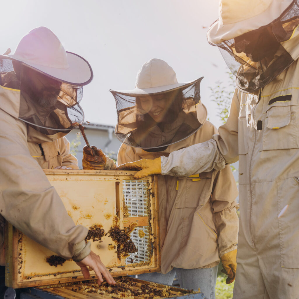 Team von Imkern, die daran arbeiten, Honig zu sammeln.
